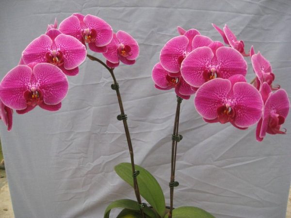Phal. Shu Long Red Apple：圖片 2
