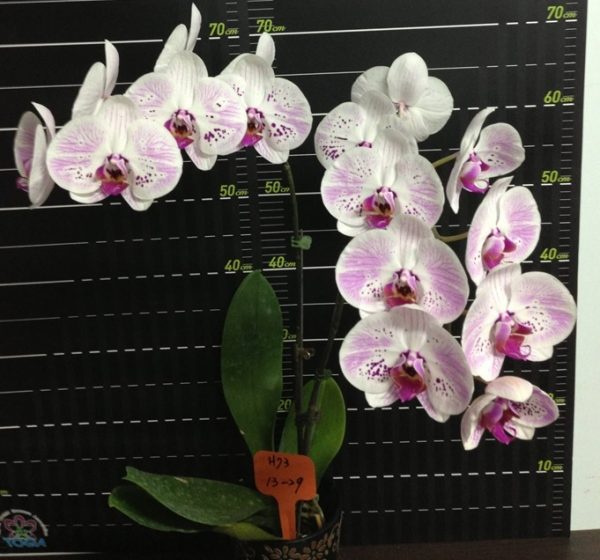 Phal. Chian Xen Mammon X Phal. Tinny Honey "1329"：圖片 2