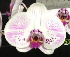 Phal. Chian Xen Mammon X Phal. Tinny Honey "1329"