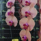Phal. Da Shyang Orange Sun X Phal. OX Surf Song "1420"：圖片 2