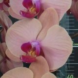 Phal. Da Shyang Orange Sun X Phal. OX Surf Song "1420"