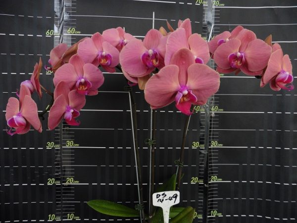 Phal. Da Shyang Orange Sun X Phal. OX Surf Song "1449"：圖片 2