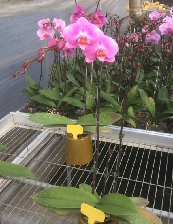 Phal. Da Shyang Pink Lady：圖片 2