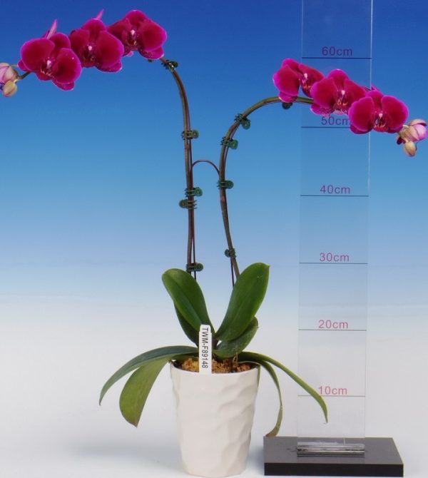 Dtps. Shiuhdong Sweet Heart x Dtps. Fuller's Magician "3501"：圖片 3