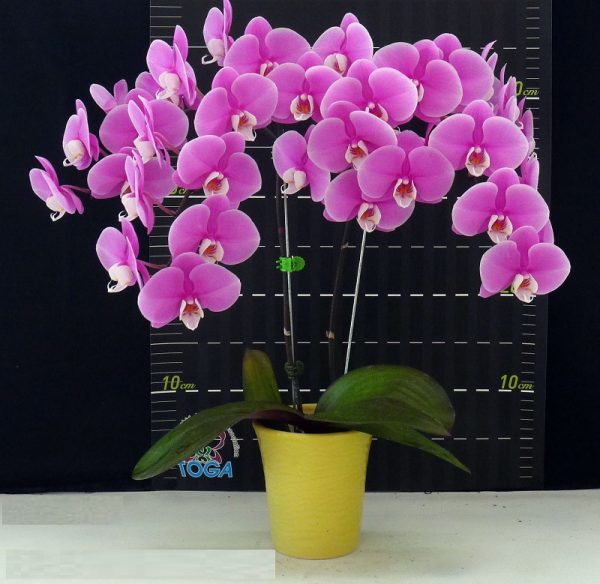Phal. Jincheng Lover "White Lip" × Phal. Little Gem Stripes：圖片 2