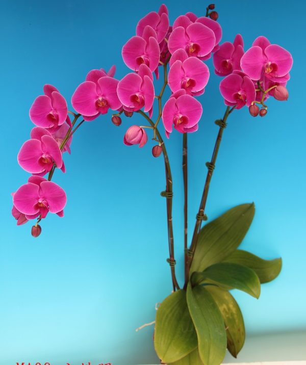Phal. Star Red Ruby：圖片 2