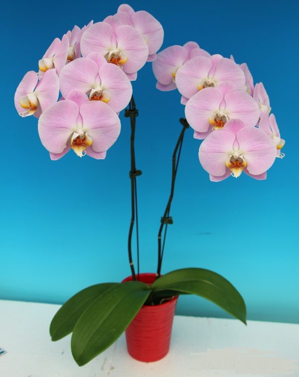 Dtps. Chian Huey Red Rose X Phal. Sogo Yukidian "219"：圖片 2