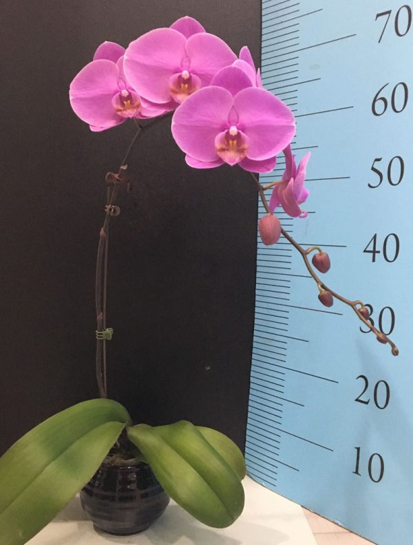 Dtps. Sogo Genki X Dtps. Little Gem Stripes "127"：圖片 2