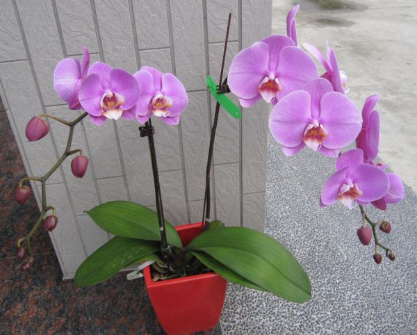 Dtps. Miki Watanaba X Dtps. Jiuhbao Pink Lady：圖片 2