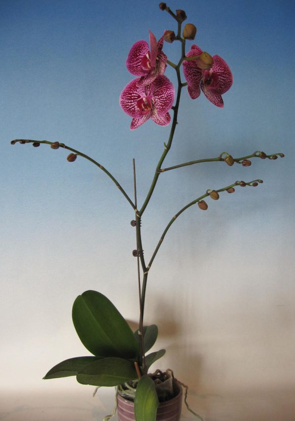Dtps. Taida Pearl X Dtps. Little Gem Stripes "175"：圖片 2
