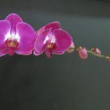 Phal. KV Panda：圖片 2