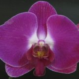 Phal. KV Panda