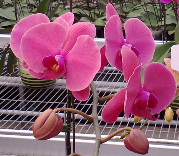 Phal. Taida Sweetie Queen：圖片 2