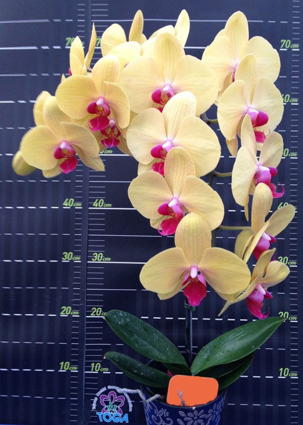 Phal. Da Shyang Yellow Sun "1322"：圖片 2