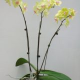 Dtps. Fuller's Sunset "345"：圖片 2