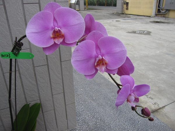 Dtps. Sogo Genki X Dtps. Little Gem Stripes "123"：圖片 2
