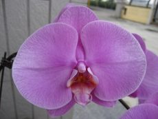 Dtps. Sogo Genki X Dtps. Little Gem Stripes "123"