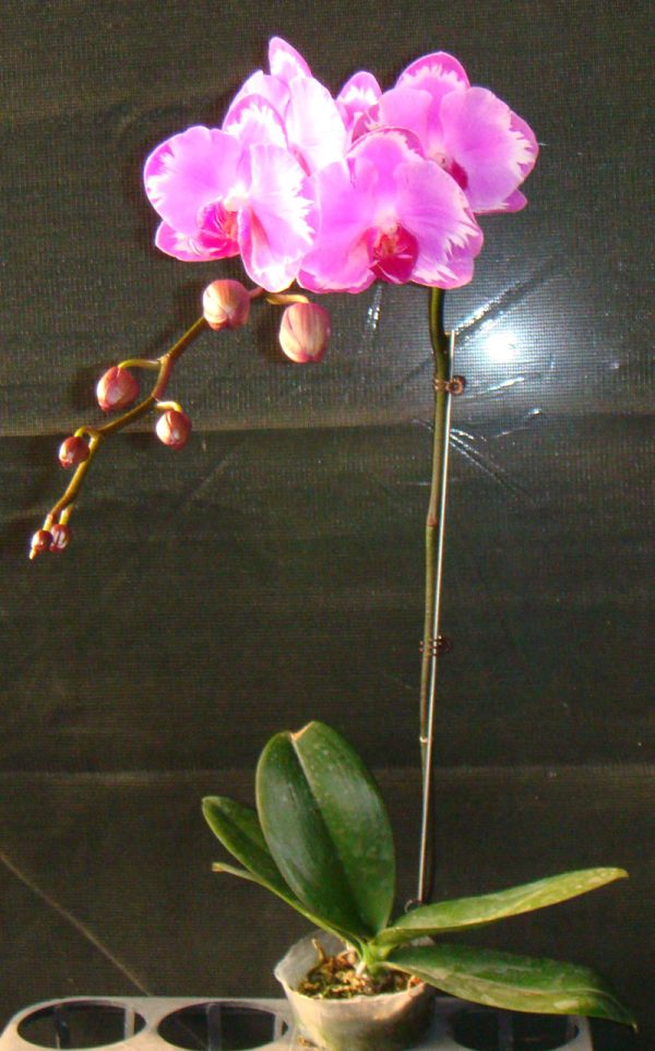 Phal. Champion Red Lighting：圖片 2
