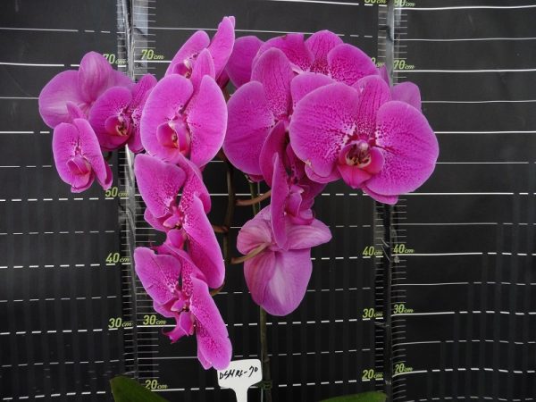 Phal. OX Prince "DSM 1470"：圖片 2
