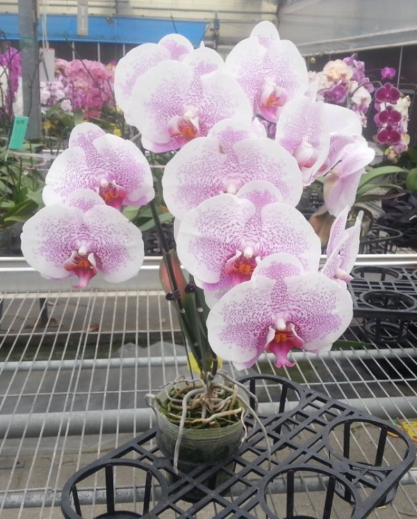 Phal. Da Shyang Pink Freckles：圖片 2