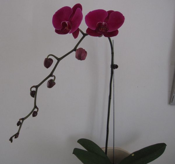 Dtps. Fusheng's Glad Lip "168"：圖片 2