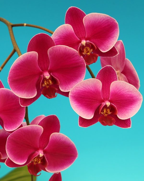 Dtps. Ruey Lih Beauty X Phal. Sunrise "164"：圖片 2