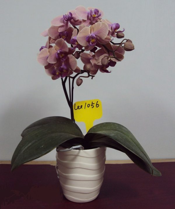 Phal. Elizabeth II "1056"：圖片 2