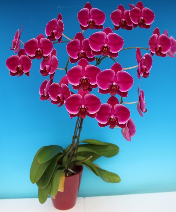 Dtps. Ruey Lih Beauty X Phal. Sunrise "163"：圖片 2