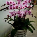 Phal. Sin Bin Honey：圖片 2