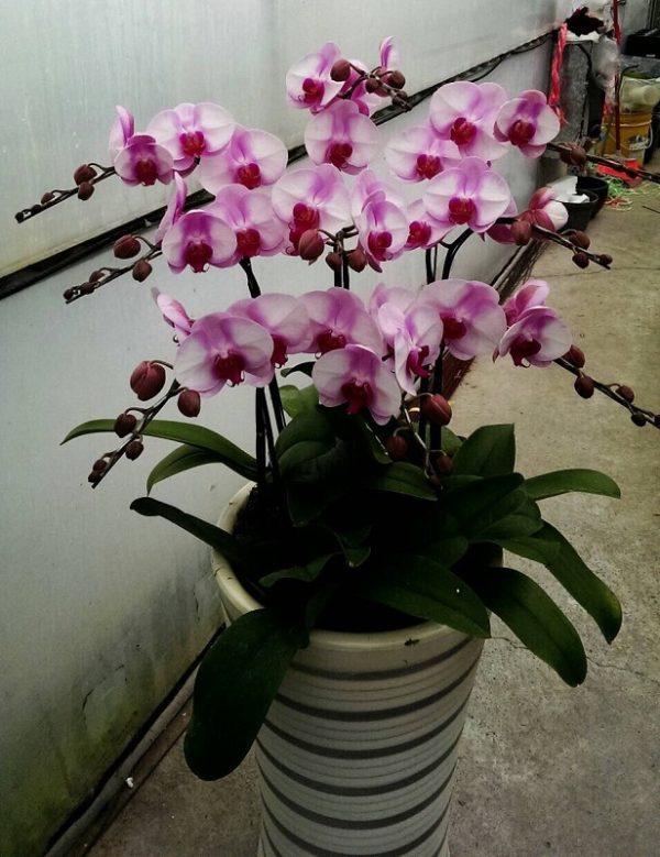 Phal. Sin Bin Honey：圖片 2