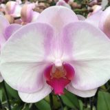 Phal. Sin Bin Honey