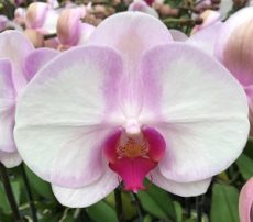 Phal. Sin Bin Honey