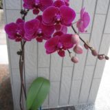 Dtps. Taida Pearl X Dtps. Little Gem Stripes "942"：圖片 2