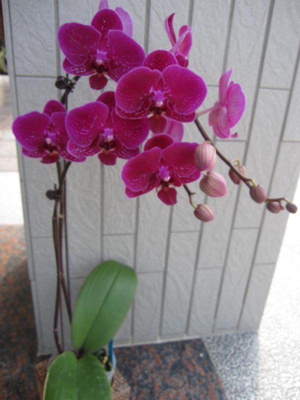 Dtps. Taida Pearl X Dtps. Little Gem Stripes "942"：圖片 2