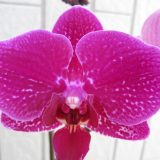 Dtps. Taida Pearl X Dtps. Little Gem Stripes "942"