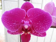 Dtps. Taida Pearl X Dtps. Little Gem Stripes "942"