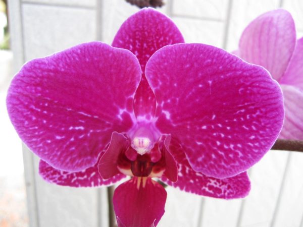 Dtps. Taida Pearl X Dtps. Little Gem Stripes "942"