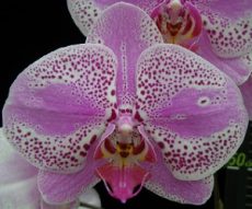Phal. Jincheng Mountain Cat