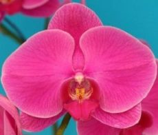 Phal. Star Anne