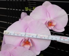 Dtps. Miki Watanaba X Dtps. Jiuhbao Pink Lady "1410"