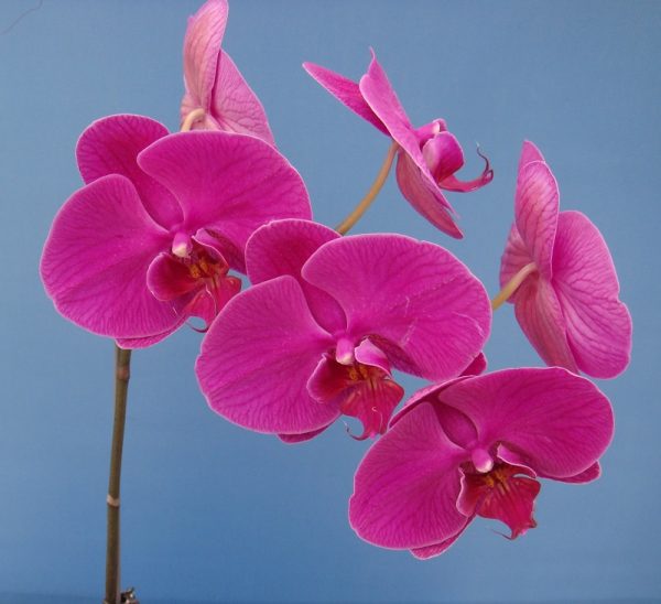Dtps. Jiuhbao Waltz "Song"：圖片 2