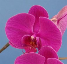 Dtps. Jiuhbao Waltz "Song"