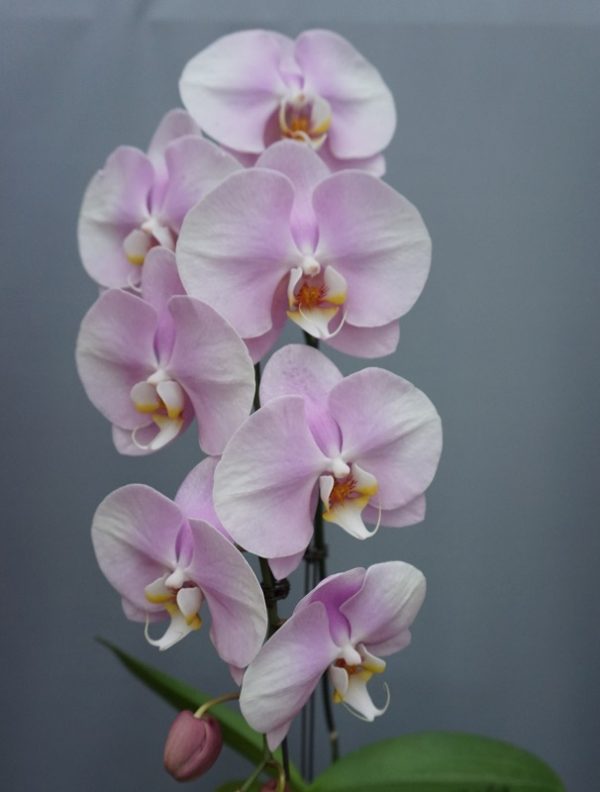 Dtps. Jiuhbao Pink Baby：圖片 2