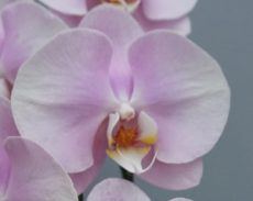 Dtps. Jiuhbao Pink Baby
