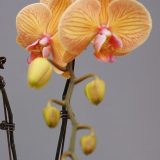 Phal. Taisuco "31308"：圖片 2