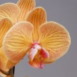 Phal. Taisuco "31308"