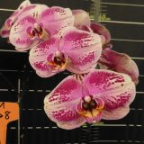 Phal. Da Shyang "1528"：圖片 2