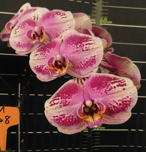 Phal. Da Shyang "1528"：圖片 2