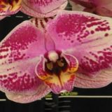 Phal. Da Shyang "1528"