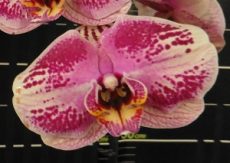 Phal. Da Shyang "1528"